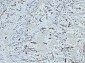 Anti-FABP4 Antibody Picoband™ (monoclonal, 10E12)